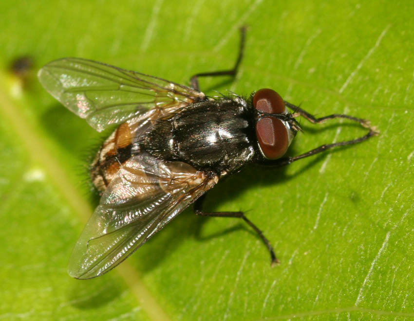 Musca autunnalis ♂ (Muscidae)